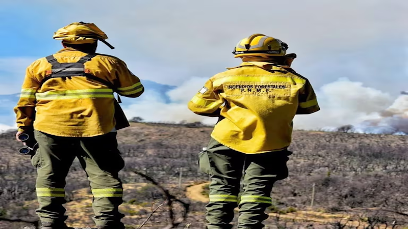 Incendios en el Parque Nacional Los Alerces: el daño ambiental