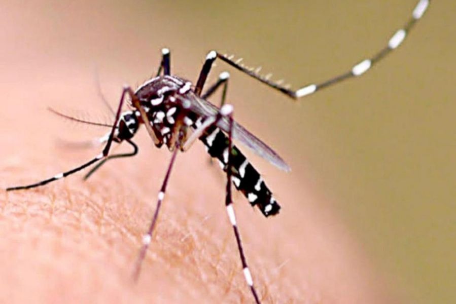 En la última semana se confirmaron 525 nuevos casos de dengue