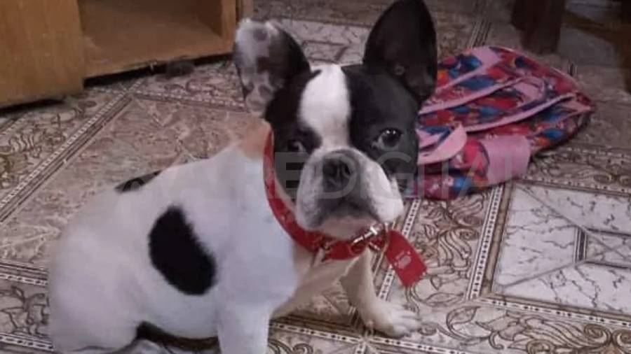 Desvalijaron una casa en Santo Tomé, se llevaron hasta el perro y piden ayuda para recuperarlo