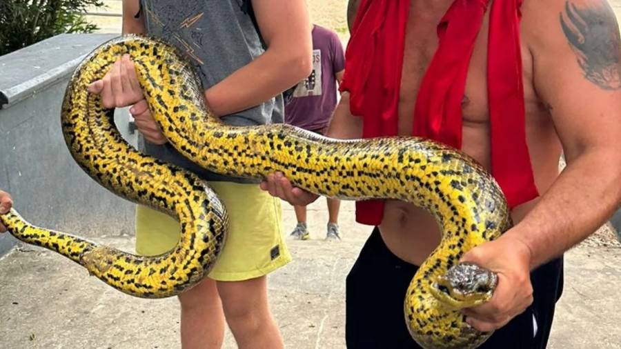 Una anaconda amarilla de más de dos metros sorprendió a todos en la costanera 