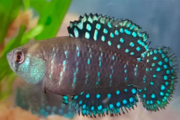 Científicos argentinos descubrieron una nueva especie de pez “killi” 