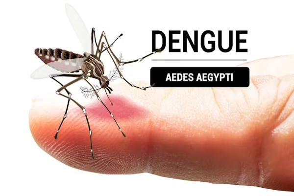 Cómo reconocer al mosquito del dengue y durante el día cuándo pica más