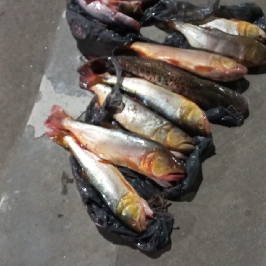 Provincia detectó múltiples infracciones de pesqueros en la víspera del fin de semana largo