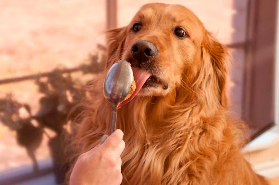 Descubrieron que este alimento es el favorito de los perros