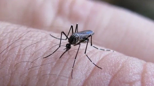 Dengue en Santa Fe: cuáles son los departamentos y grupos etarios más afectados de la provincia