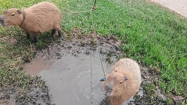 La Policía Ecológica rescató a dos carpinchos que estaban atados en una vivienda de Sauce Viejo
