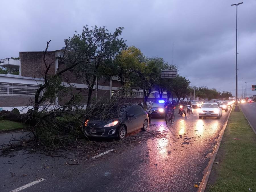 Un árbol cayó sobre un auto en Iturraspe y Av. López y Planes