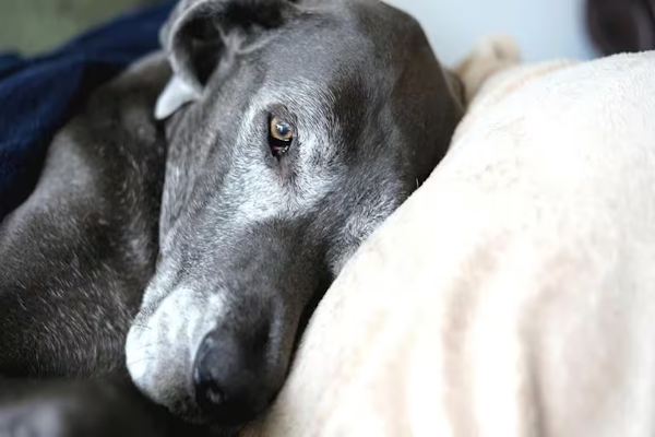 ¿Cómo saber si mi perro tiene gripe?