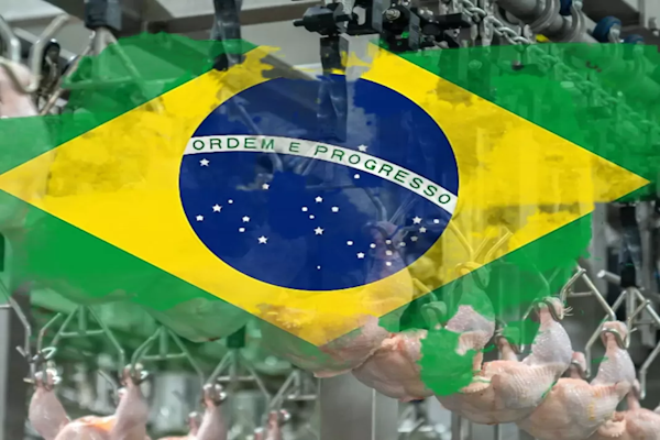 Brasil suspende las exportaciones de carnes aviar a 44 países