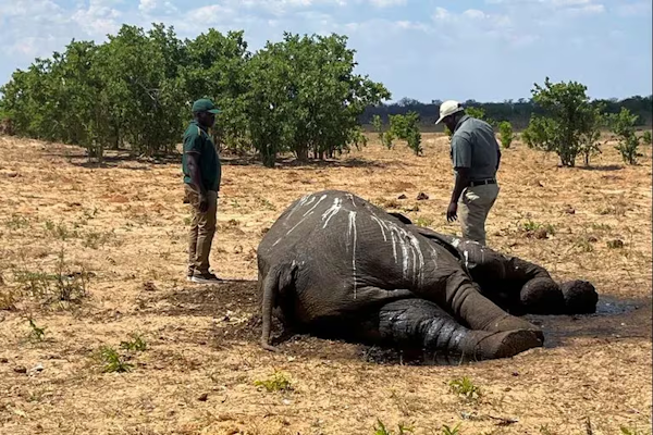 Zimbabue sacrifica 200 elefantes por la sequía y el hambre