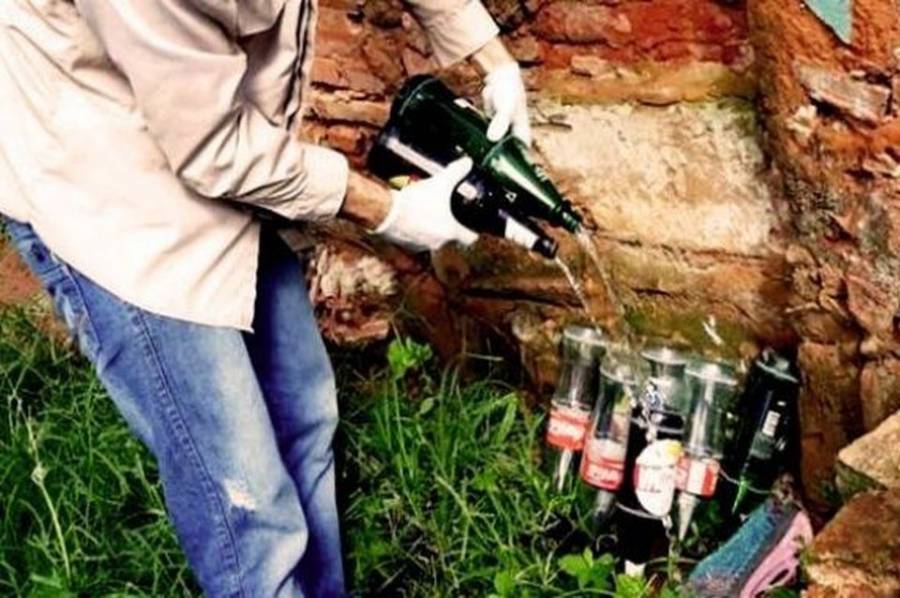 Hay presencia del mosquito vector en diez localidades