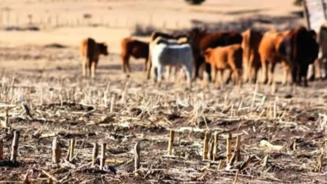 Grave situación de productores ganaderos del norte santafesino