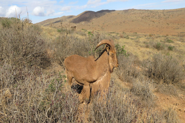 Marruecos libera animales para revivir al desierto