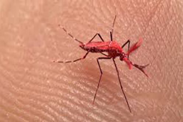 Crearon mosquitos rojos para combatir el dengue