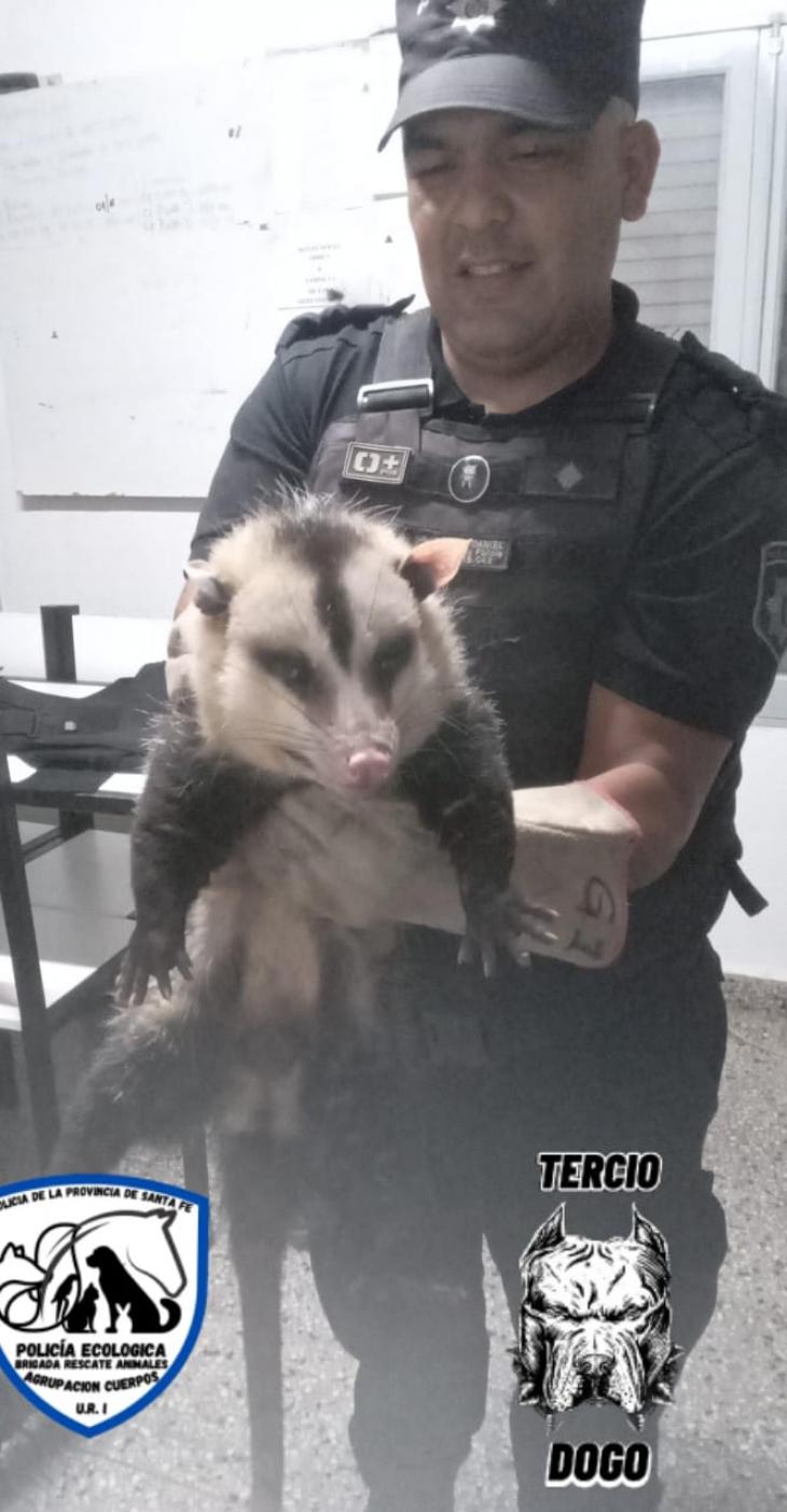 La Policía Ecológica rescató dos comadrejas en viviendas particulares