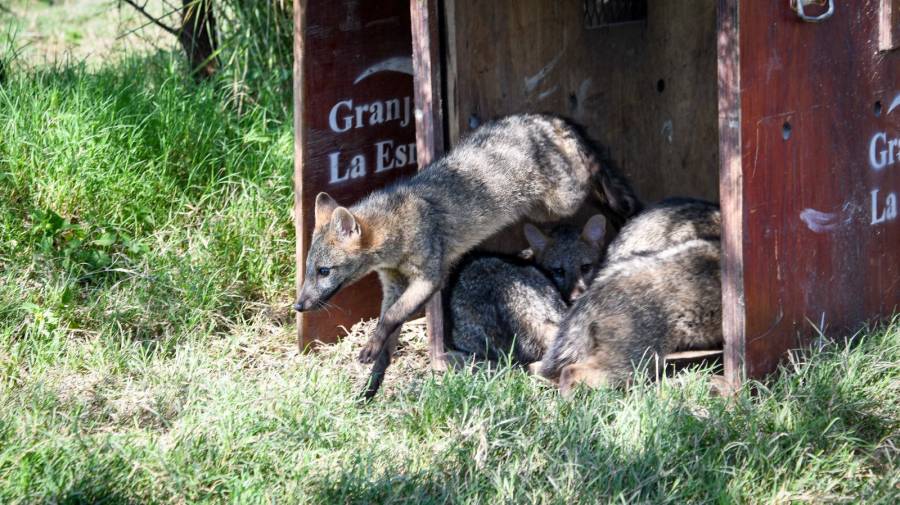 Provincia ya realizó 1.400 rescates de animales
