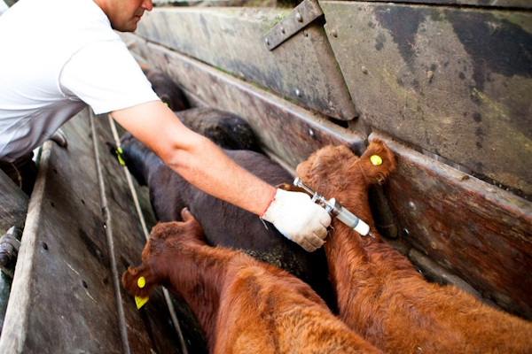 Fiebre aftosa en Alemania: Argentina refuerza controles