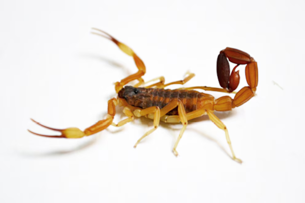 Alacranes: cómo reconocerlos y qué hacer ante una picadura