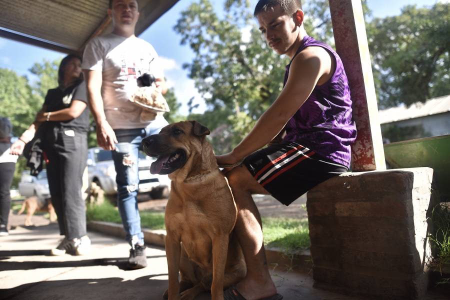  Se realizarán castraciones, desparasitaciones y vacunaciones antirrábicas