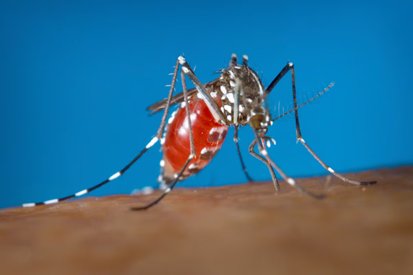 Mosquito del dengue: qué los hace más resistente a los inviernos duros