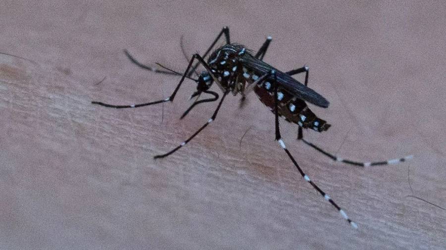 Se produjo la primera muerte por dengue en la provincia