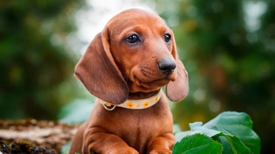 Una empresa otorga una licencia especial a quienes adopten animales