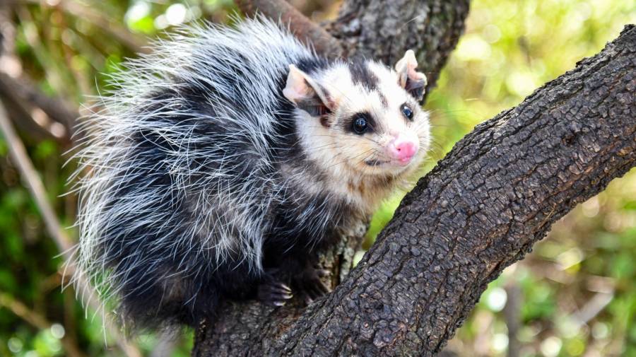 Liberaron más de 350 animales silvestres en 2025