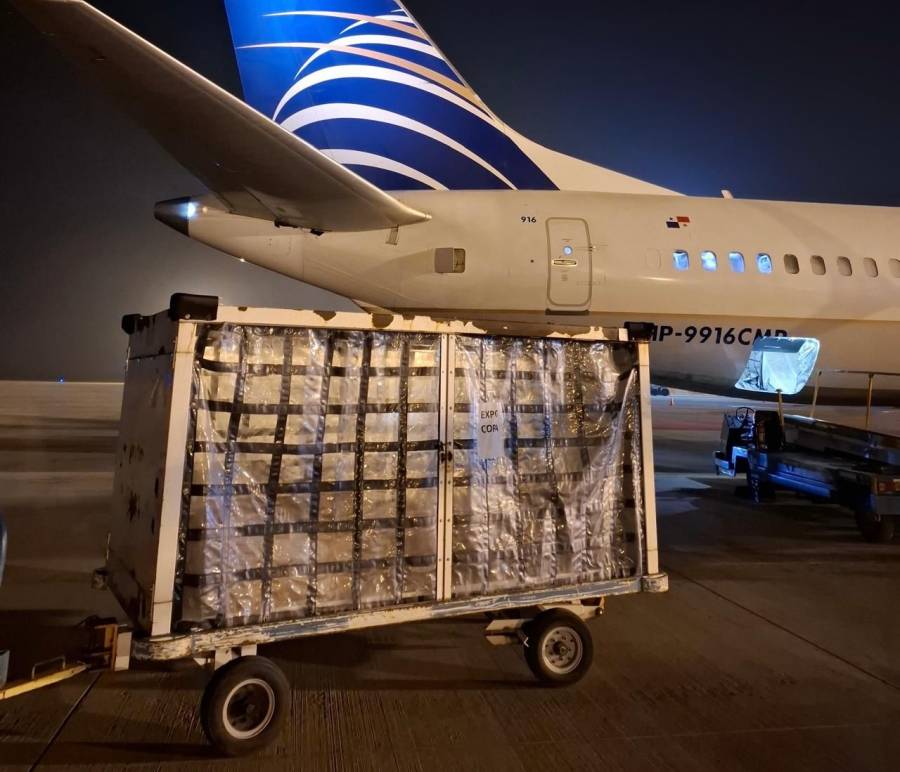 Exportación de carne y pescado por vía aérea: un hito logístico para la región
