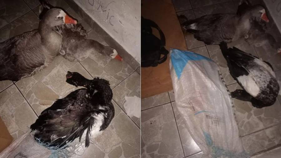 Se llevaron dos gansos y un pato de una casa quinta