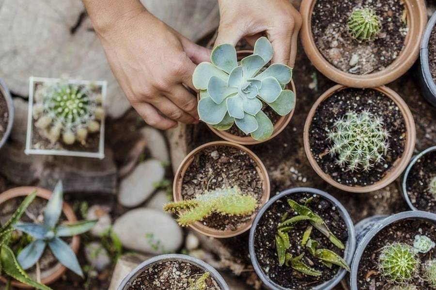 Suculentas congeladas: por qué pueden morir en invierno