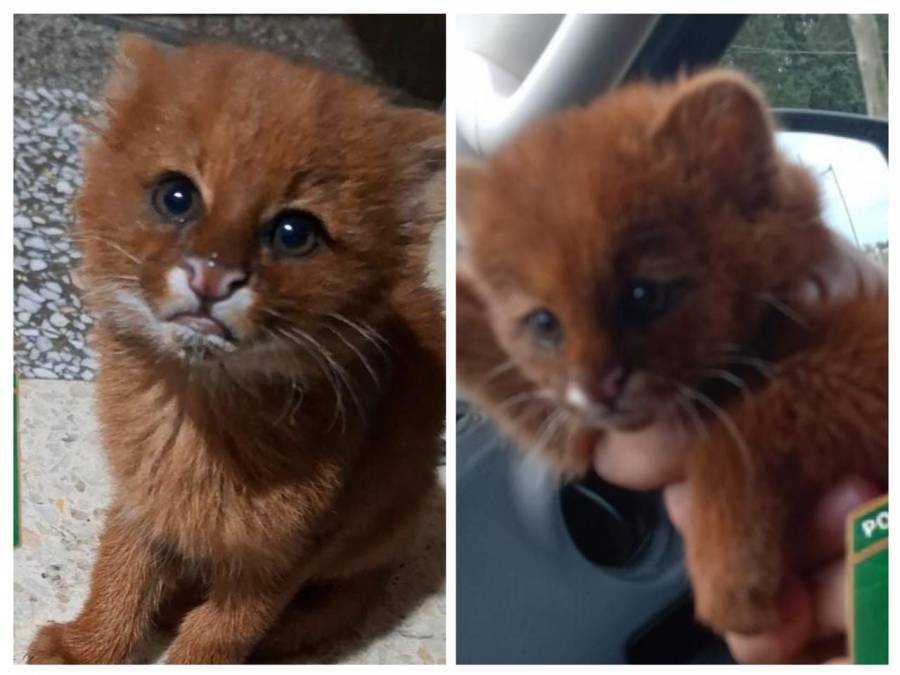 Un pequeño puma fue rescatado en San Justo