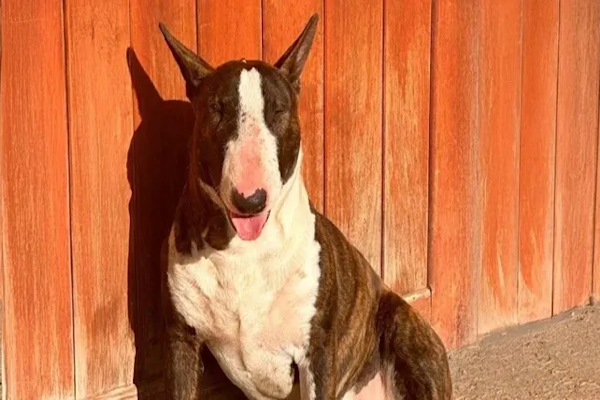 Una mujer fue absuelta por matar a un perro 