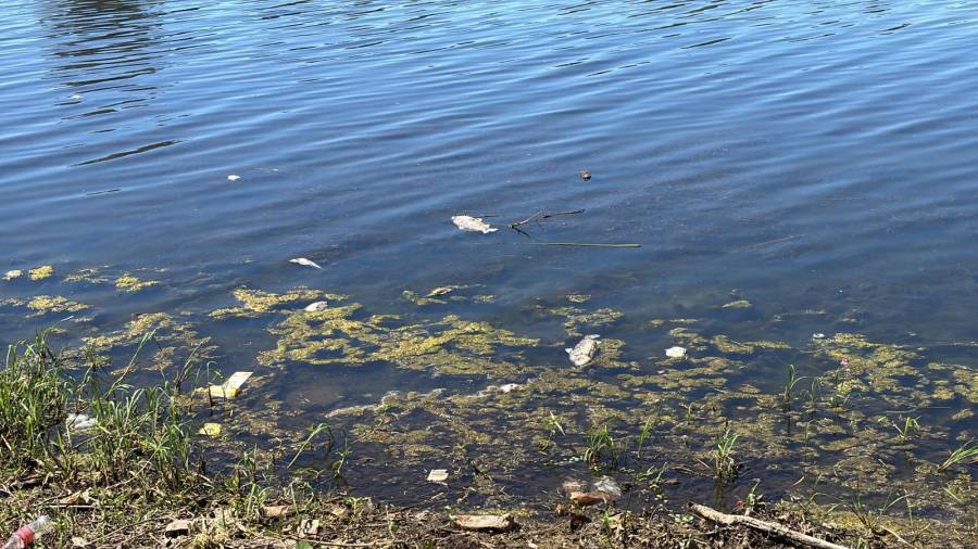 La falta de oxígeno podría ser la causa de la mortandad de peces en el Parque del Sur