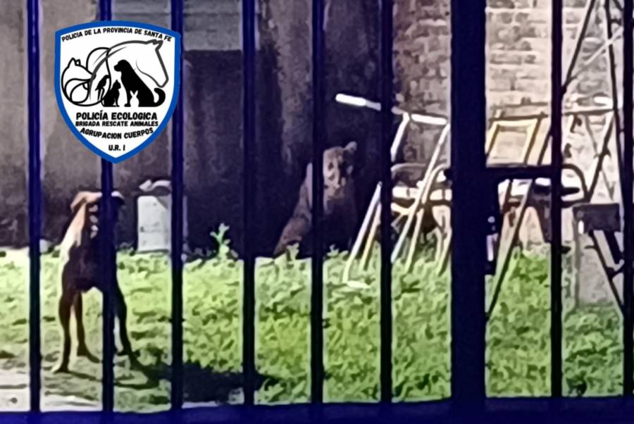 Apareció un puma en el patio de una vivienda en Cabaña Leiva