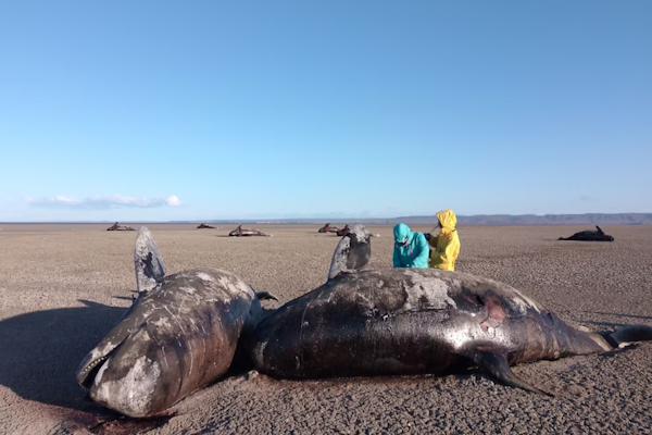 Tierra del Fuego: hallaron más de 20 orcas muertas