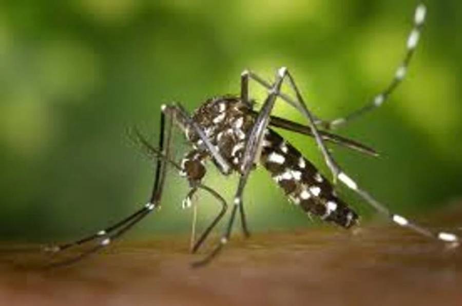 Dengue: se confirmó la presencia del vector en 16 barrios