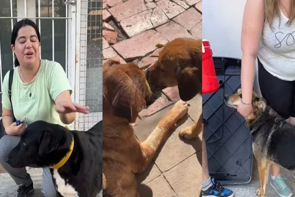 UNL: proyecto de voluntariado para acompañar a perros rescatados 