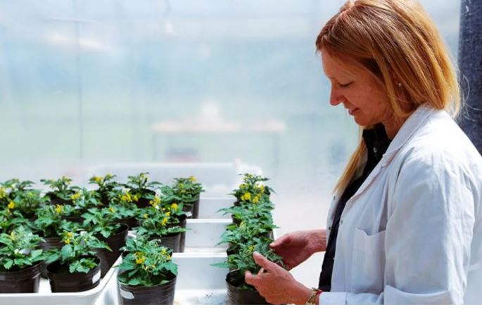 Premian a una investigadora del CONICET por crear un método para que las plantas resistan las olas de calor