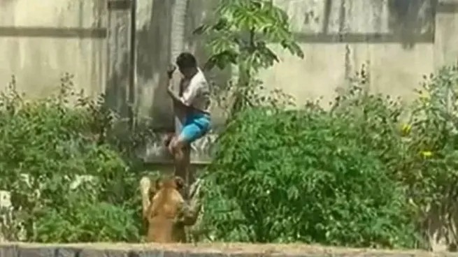 Horror en Brasil: un joven murió tras ser atacado por una leona al ingresar a su jaula