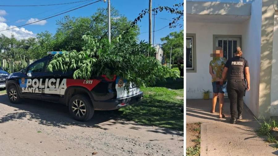 Denunció a su ex por violencia de género y la policía descubrió un cultivo de marihuana