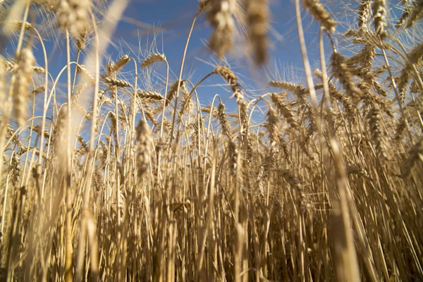 Nuevo flujo comercial: sale el primer embarque de trigo argentino a China