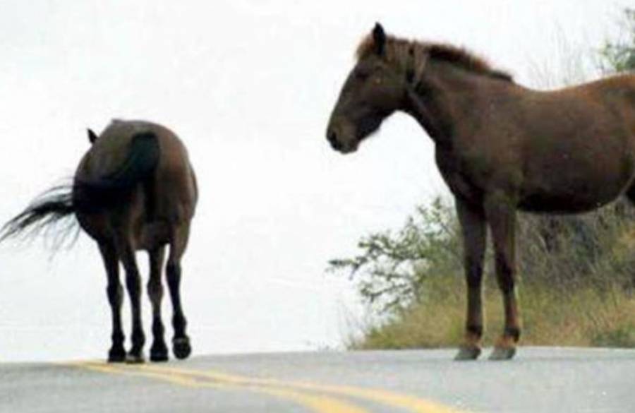 Piden dar aviso al 911 para evitar accidentes por animales sueltos