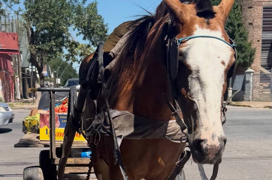 Alerta por caballos en la ciudad: denuncias diarias y rescates limitados