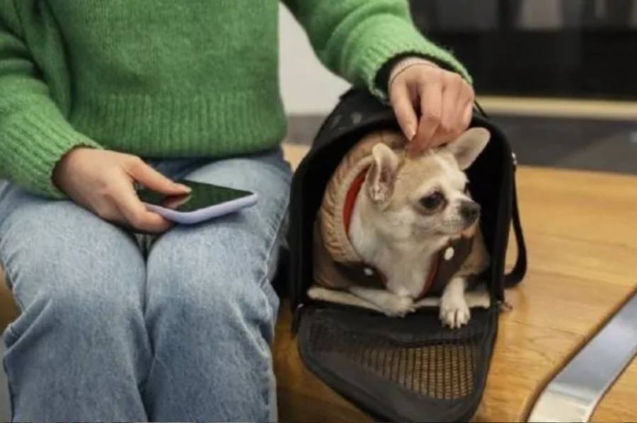 Viajar con mascotas: cuidados clave para evitar urgencias veterinarias