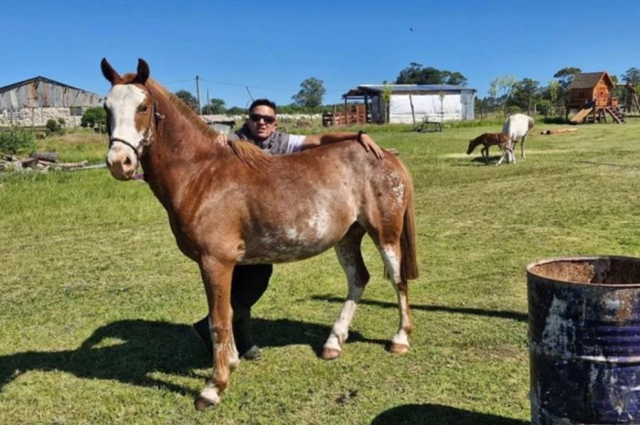 Robaron dos caballos de una fundación de equinoterapia
