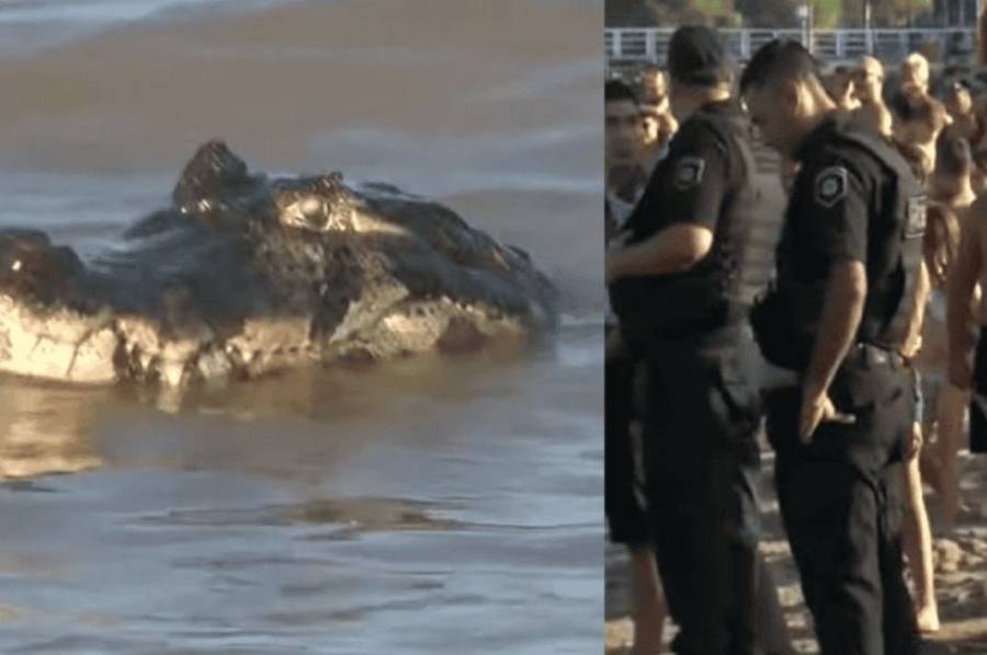 Apareció un yacaré de dos metros en una playa rosarina