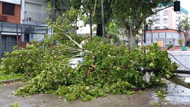 Más de 45 árboles caídos por el temporal: piden precaución al circular