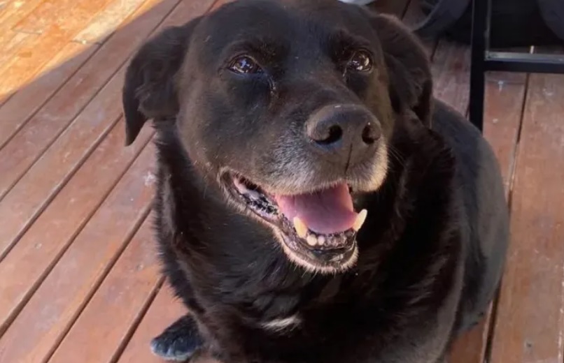 Sancionaron al dueño del pitbull que mató al perro comunitario “Garrafa”
