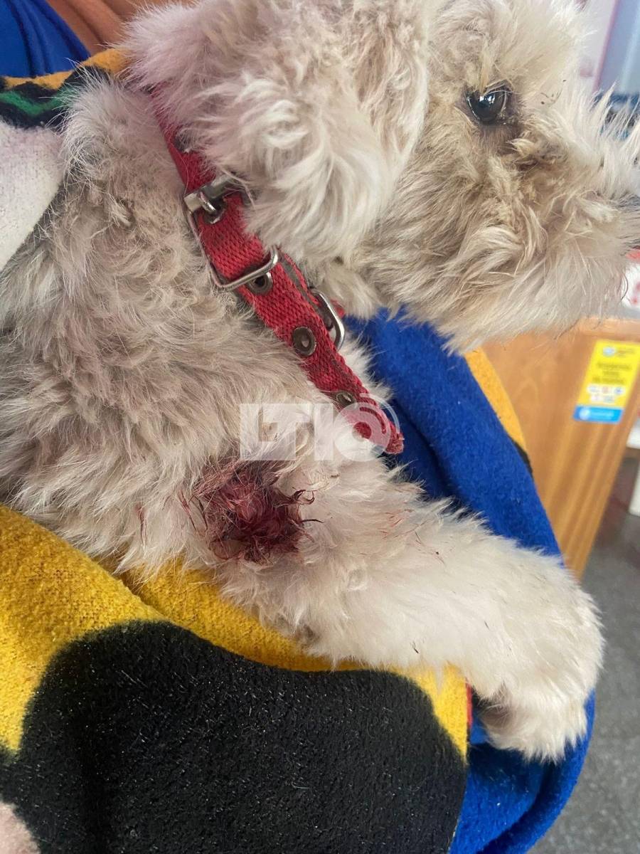 Dos pitbull mataron a un caniche en Guadalupe Oeste