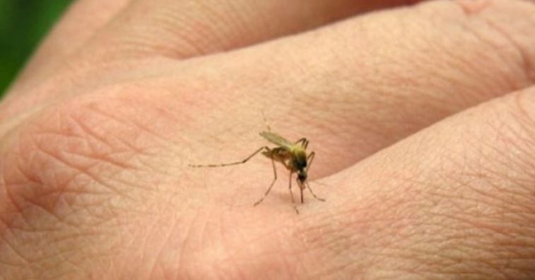 Alerta por el aumento de casos de chikungunya